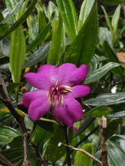 Meriania speciosa