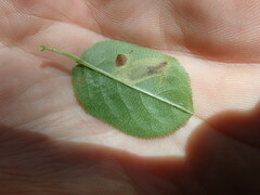 Stigmella slingerlandella