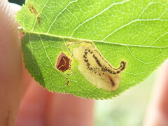 Stigmella slingerlandella