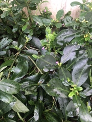 Talinum fruticosum