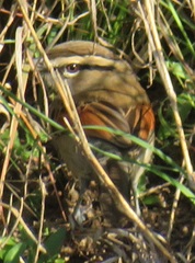 Tchagra australis