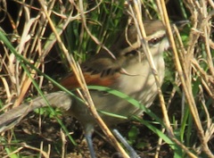 Tchagra australis