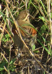 Tchagra australis