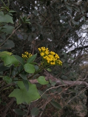 Delairea odorata
