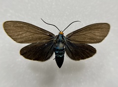 Ctenucha virginica