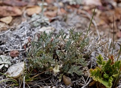 Astragalus platytropis