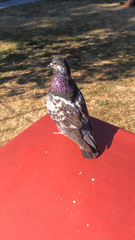 Columba livia domestica