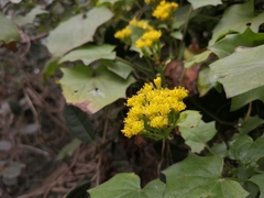Delairea odorata