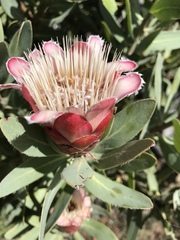 Protea subvestita
