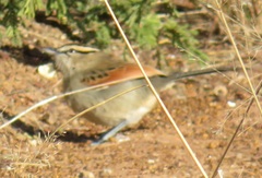 Tchagra australis