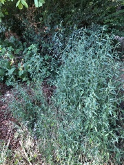 Atriplex oblongifolia