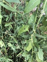 Atriplex oblongifolia