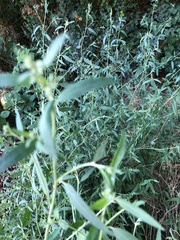 Atriplex oblongifolia