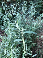 Atriplex oblongifolia