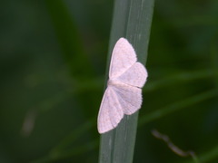Scopula floslactata