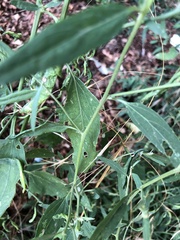 Atriplex oblongifolia