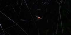 Argyrodes miniaceus