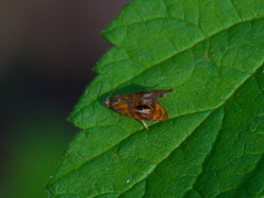 Olethreutes arcuella