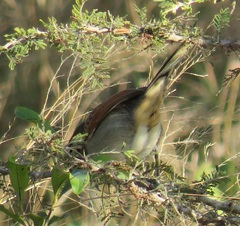 Tchagra australis