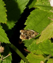 Olethreutes astrologana