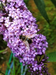 Eristalis tenax