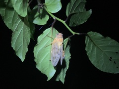 Graptopsaltria nigrofuscata