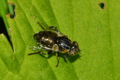 Eristalinus sepulchralis