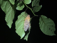 Graptopsaltria nigrofuscata