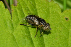 Eristalinus sepulchralis