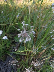 Allium oleraceum
