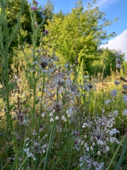 Allium oleraceum