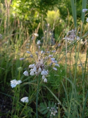 Allium oleraceum