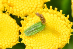 Cassida stigmatica