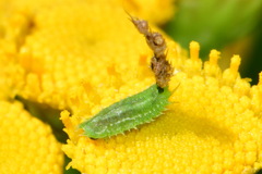 Cassida stigmatica