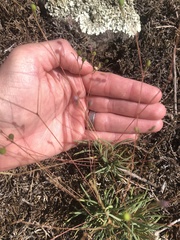 Phemeranthus parviflorus