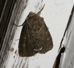 Melanchra assimilis
