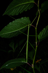 Phraortes stomphax