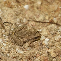 Microhyla mukhlesuri