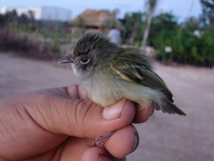 Oncostoma cinereigulare