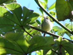 Oncostoma cinereigulare