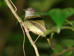 Oncostoma cinereigulare