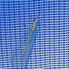 Nineta pallida
