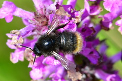 Bombus ruderarius