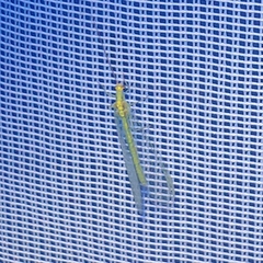 Nineta pallida