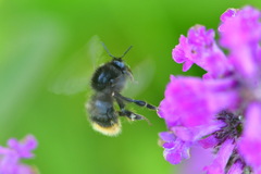 Bombus ruderarius