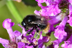 Bombus ruderarius