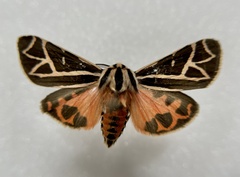 Apantesis phyllira