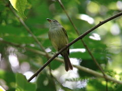 Oncostoma cinereigulare