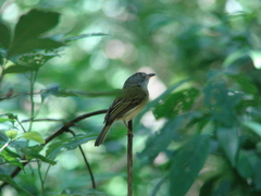 Oncostoma cinereigulare