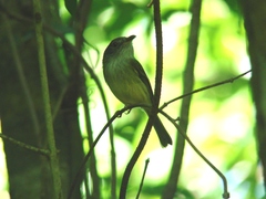 Oncostoma cinereigulare